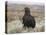 Captive Golden Eagle (Aquila Chrysaetos) on Moorland, United Kingdom, Europe-Ann & Steve Toon-Premier Image Canvas