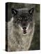 Captive Gray Wolf (Canis Lupus) in the Snow, Near Bozeman, Montana, USA-null-Premier Image Canvas