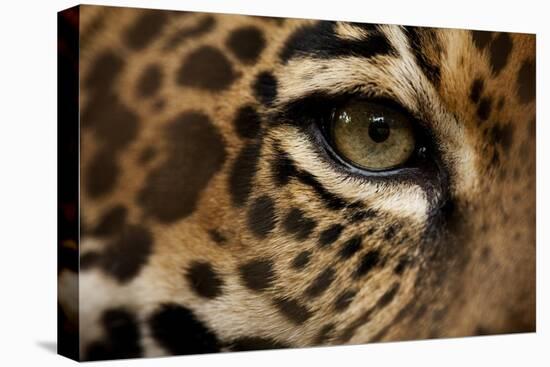 Captive Jaguar at Las Pumas Rescue Shelter-null-Premier Image Canvas