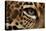 Captive Jaguar at Las Pumas Rescue Shelter-null-Premier Image Canvas