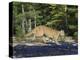 Captive Mountain Lion Crossing a Stream, Minnesota Wildlife Connection, Minnesota, USA-James Hager-Premier Image Canvas