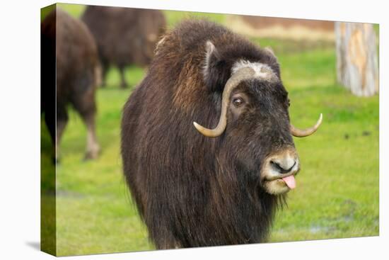 Captive muskox (Ovibos moschatus) Wildlife Conservation Center, Girlwood-Jan Miracky-Premier Image Canvas