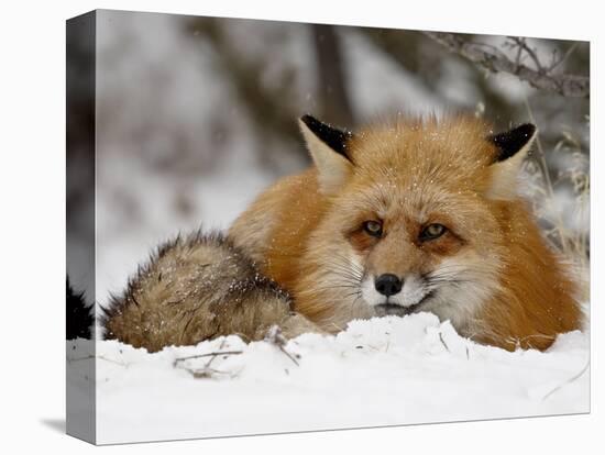 Captive Red Fox (Vulpes Vulpes) in the Snow, Near Bozeman, Montana, USA-James Hager-Premier Image Canvas