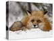 Captive Red Fox (Vulpes Vulpes) in the Snow, Near Bozeman, Montana, USA-James Hager-Premier Image Canvas