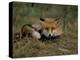 Captive Red Fox (Vulpes Vulpes), United Kingdom-Steve & Ann Toon-Premier Image Canvas