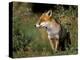 Captive Red Fox (Vulpes Vulpes), United Kingdom-Steve & Ann Toon-Premier Image Canvas