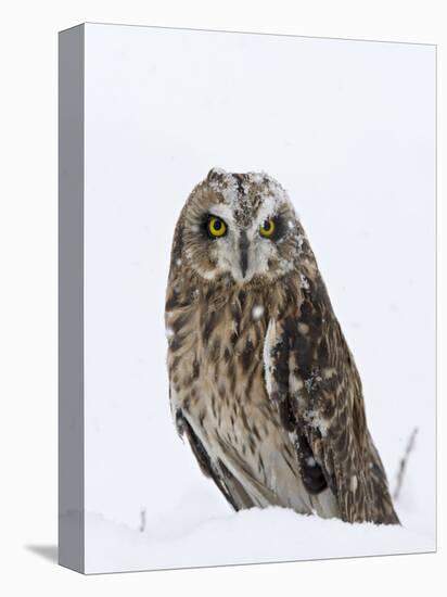 Captive Short-Eared Owl (Asio Flammeus) in the Snow, Boulder County, Colorado-James Hager-Premier Image Canvas