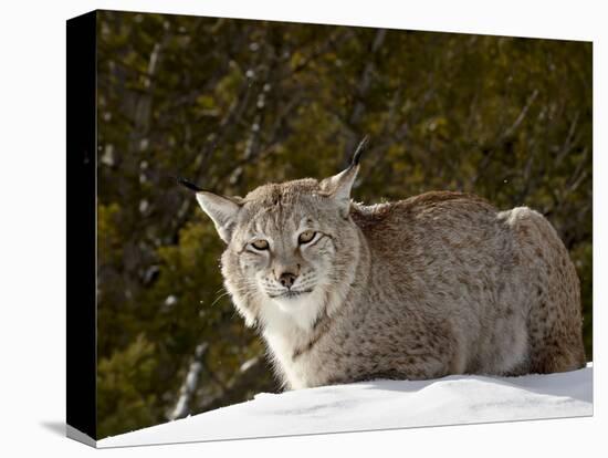 Captive Siberian Lynx (Eurasian Lynx) (Lynx Lynx) in the Snow, Near Bozeman, Montana, USA-James Hager-Premier Image Canvas