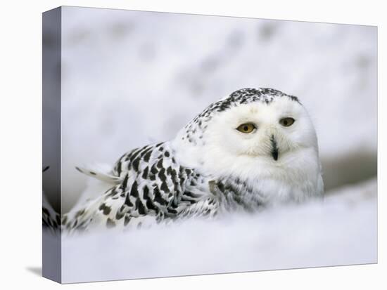 Captive Snowy Owl (Nictea Scandiaca)-Steve & Ann Toon-Premier Image Canvas