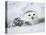 Captive Snowy Owl (Nictea Scandiaca)-Steve & Ann Toon-Premier Image Canvas