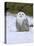 Captive Snowy Owl (Nictea Scandiaca)-Steve & Ann Toon-Premier Image Canvas