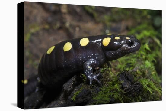 Captive Spotted Salamander. the Orianne Indigo Snake Preserve, Georgia-Pete Oxford-Premier Image Canvas