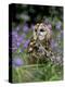 Captive Tawny Owl (Strix Aluco) in Bluebells, United Kingdom-Steve & Ann Toon-Premier Image Canvas