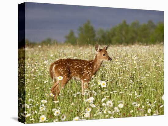 Captive Whitetail Deer Fawn Among Oxeye Daisies, Sandstone, Minnesota, USA-James Hager-Premier Image Canvas