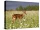 Captive Whitetail Deer Fawn Among Oxeye Daisies, Sandstone, Minnesota, USA-James Hager-Premier Image Canvas