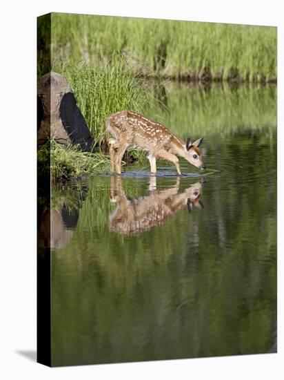 Captive Whitetail Deer Fawn and Reflection, Sandstone, Minnesota, USA-James Hager-Premier Image Canvas