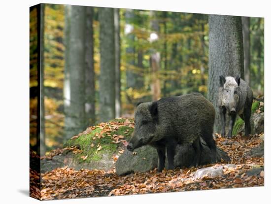 Captive Wild Boars in Autumn Beech Forest, Germany-Philippe Clement-Premier Image Canvas