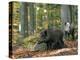Captive Wild Boars in Autumn Beech Forest, Germany-Philippe Clement-Premier Image Canvas