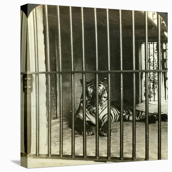 Captured Man-Eating Tiger Blamed for 200 Deaths, Calcutta, India, C1903-Underwood & Underwood-Premier Image Canvas
