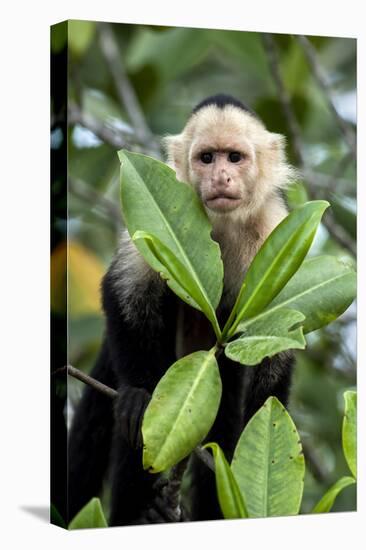 Capuchin Monkey I-Larry Malvin-Premier Image Canvas