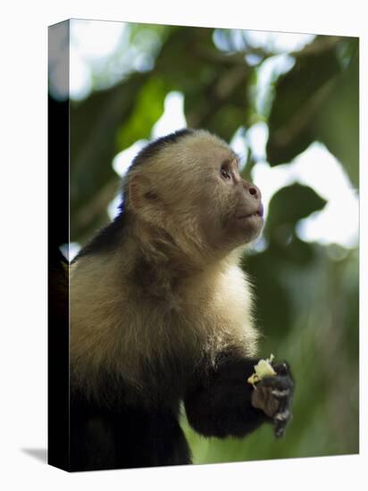 Capuchin or White Faced Monkey, Manuel Antonio Nature Reserve, Manuel Antonio, Costa Rica-R H Productions-Premier Image Canvas