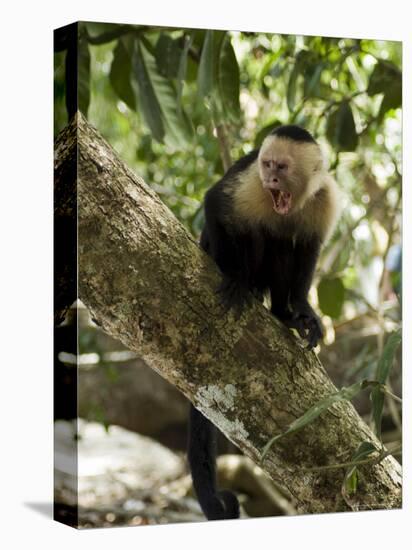 Capuchin or White Faced Monkey, Manuel Antonio Nature Reserve, Manuel Antonio, Costa Rica-R H Productions-Premier Image Canvas