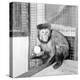 Capucine Monkey 1975-Staff-Premier Image Canvas