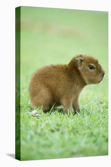 Capybara Baby, on Grass-null-Premier Image Canvas