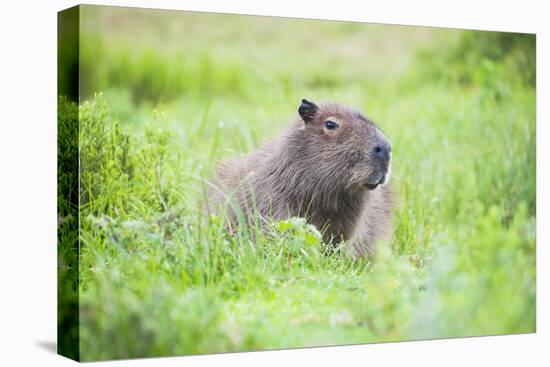 Capybara (Hydrochoerus Hydrochaeris), a Marshland Area in Corrientes Province, Argentina-Matthew Williams-Ellis-Premier Image Canvas