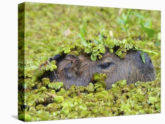 Capybara (Hydrochoerus Hydrochaeris), Corrientes, Argentina-Andres Morya Hinojosa-Premier Image Canvas