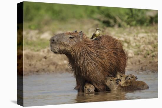 Capybara (Hydrochoerus Hydrochaeris) Female With Young-Tony Heald-Premier Image Canvas