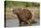 Capybara (Hydrochoerus Hydrochaeris) Female With Young-Tony Heald-Premier Image Canvas