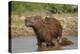 Capybara (Hydrochoerus Hydrochaeris) Female With Young-Tony Heald-Premier Image Canvas