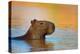 Capybara (Hydrochoerus Hydrochaeris) Swimming, Pantanal Wetlands, Brazil-null-Stretched Canvas