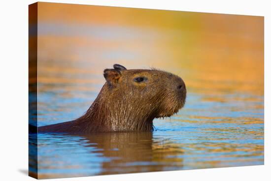 Capybara (Hydrochoerus Hydrochaeris) Swimming, Pantanal Wetlands, Brazil-null-Stretched Canvas