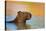 Capybara (Hydrochoerus Hydrochaeris) Swimming, Pantanal Wetlands, Brazil-null-Stretched Canvas