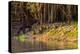 Capybara leads her group of babies out of the water in the Pantanal, Brazil-James White-Premier Image Canvas