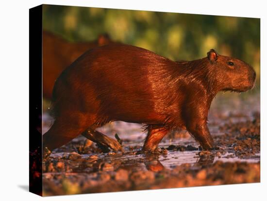 Capybara, Pantanal, Brazil-Pete Oxford-Premier Image Canvas