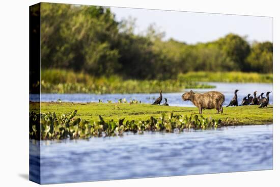 Capybara resting in warm light on a river bank, a flock of cormorants in the Pantanal, Brazil-James White-Premier Image Canvas