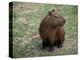 Capybara, South America-Art Wolfe-Premier Image Canvas