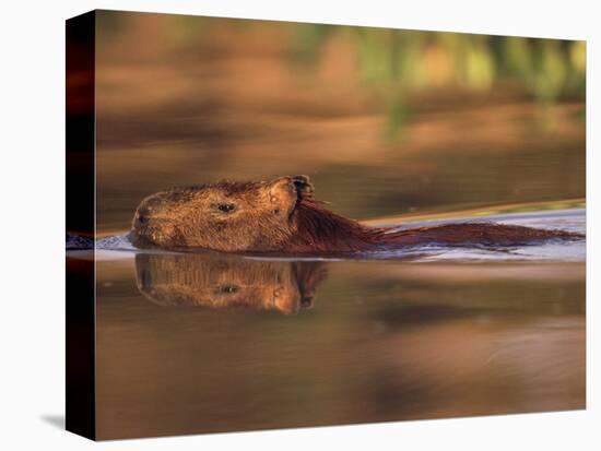 Capybara Swimming, Pantanal, Brazil-Pete Oxford-Premier Image Canvas