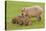 Capybara with Young-null-Premier Image Canvas