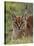 Caracal (Caracal Caracal), Serengeti National Park, Tanzania, East Africa, Africa-James Hager-Premier Image Canvas