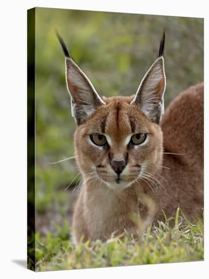 Caracal (Caracal Caracal), Serengeti National Park, Tanzania, East Africa, Africa-James Hager-Premier Image Canvas