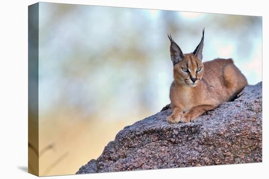 Caracal-Alessandro Catta-Premier Image Canvas