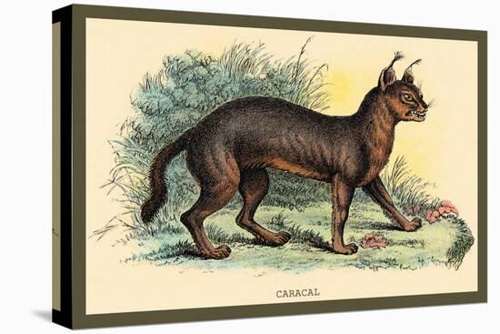 Caracal-Sir William Jardine-Stretched Canvas