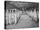 Carcases of Meat Hang from Hooks in the Huge Refrigerated Rooms of the Chicago Stockyards-null-Premier Image Canvas