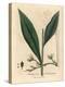 Cardamom, Elettaria Cardamomum-James Sowerby-Premier Image Canvas