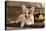 Cardigan Welsh Corgi Dog Breed-Lilun-Premier Image Canvas