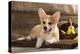 Cardigan Welsh Corgi Dog Breed-Lilun-Premier Image Canvas